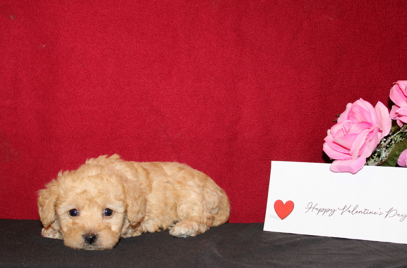 puppy, for, sale, Pomsky, Matthew B. Stoltzfus, dog, breeder, Gap, PA, dog-breeder, puppy-for-sale, forsale, nearby, find, puppyfind, locator, puppylocator, aca
